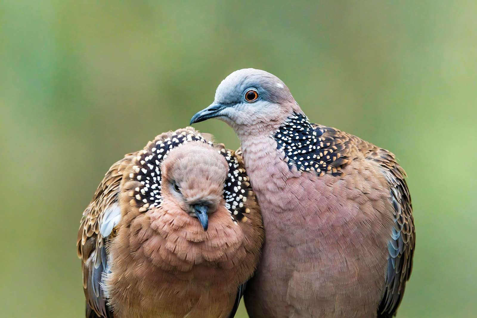 turtle doves