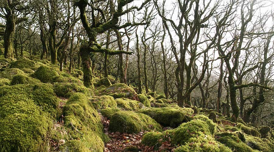 wistman ancient wood dartmoor
