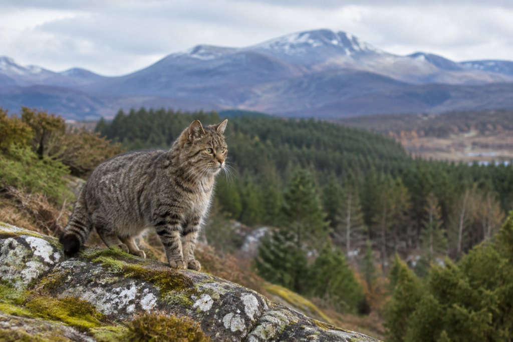 50 wildcats released into the Scottish Highlands as new population takes hold