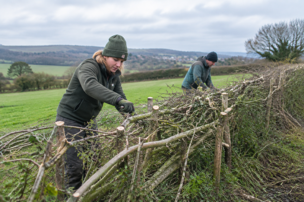 Hedge laying revival could restore 800 miles of mature hedgerows across England Hedge laying revival could restore 800 miles of mature hedgerows across England