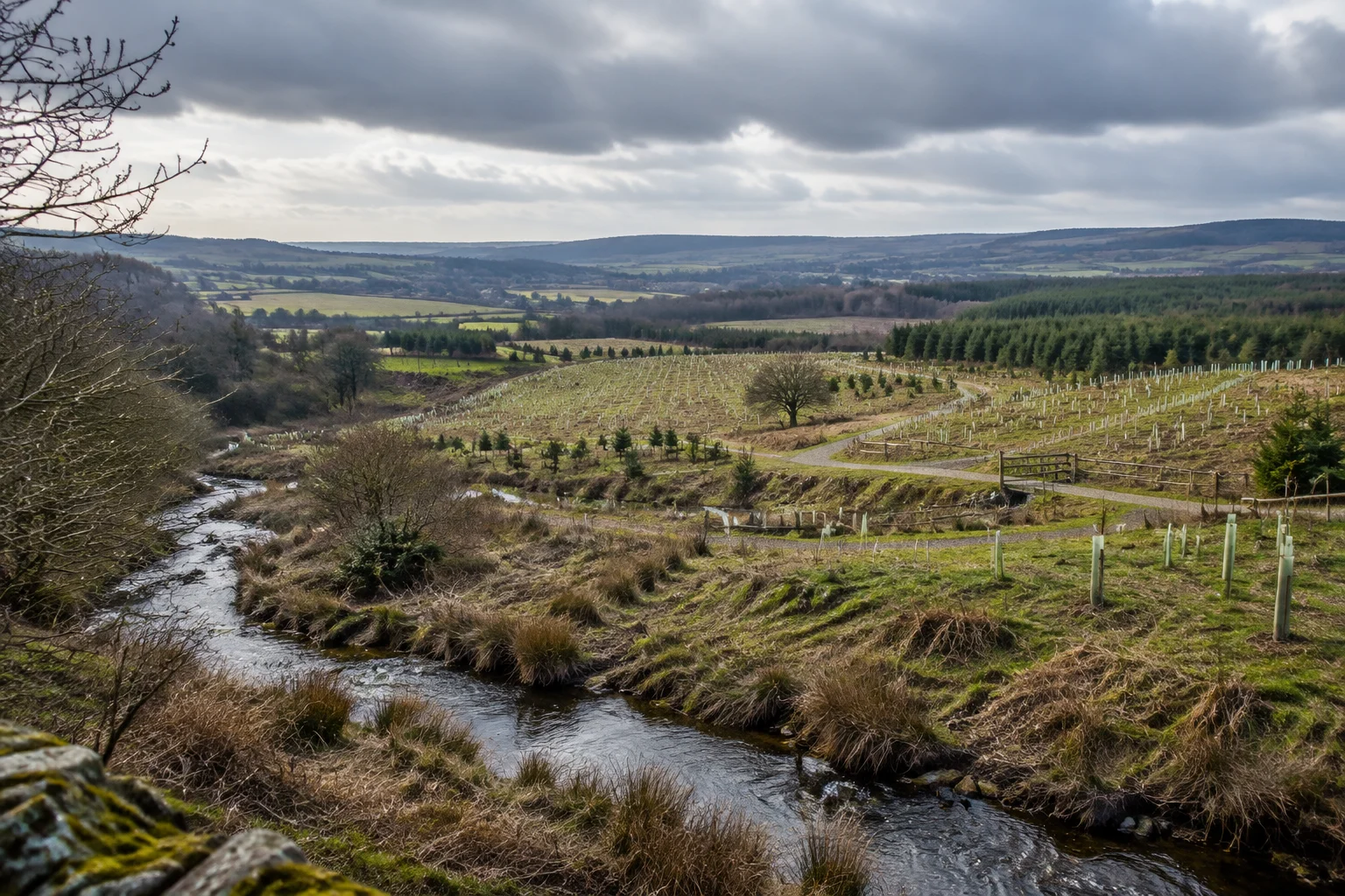 600,000 trees set to transform delayed County Durham forest project